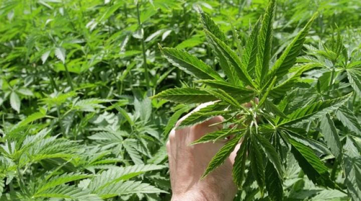 The Best Weed Stocks to Buy in 2021